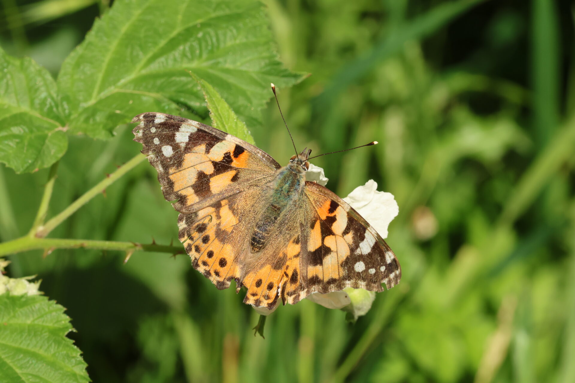 Visit to Idle Valley 5th June 2026