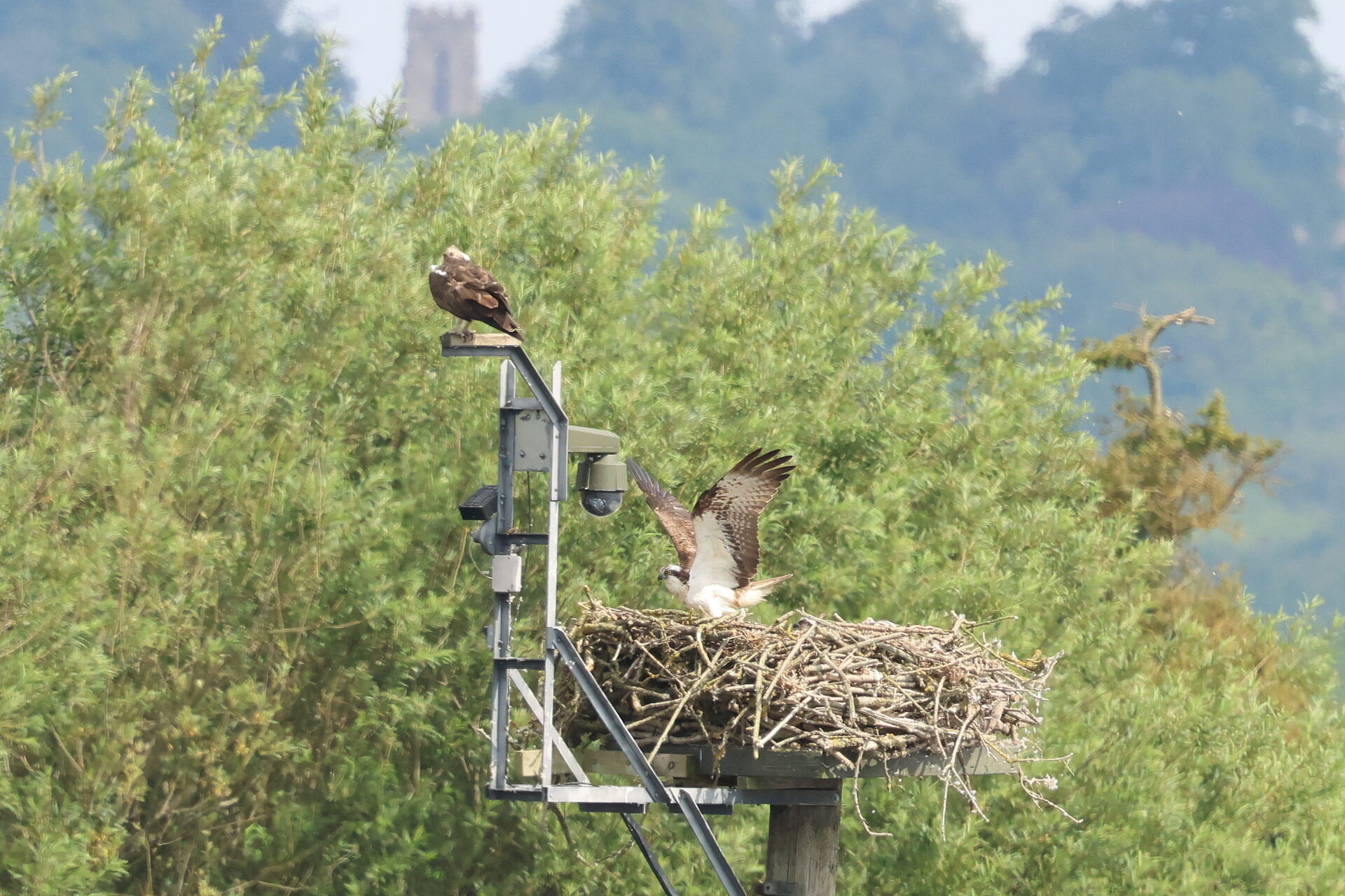 Visit to Rutland Water 3rd July 2026