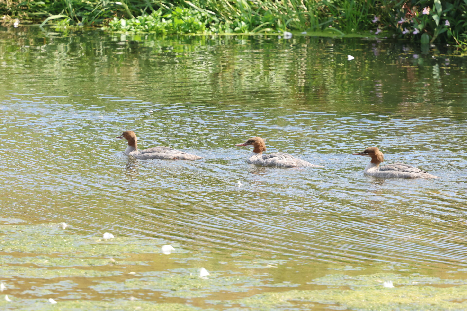 Visit to Willow Tree Fen & Deeping Lakes August 2026