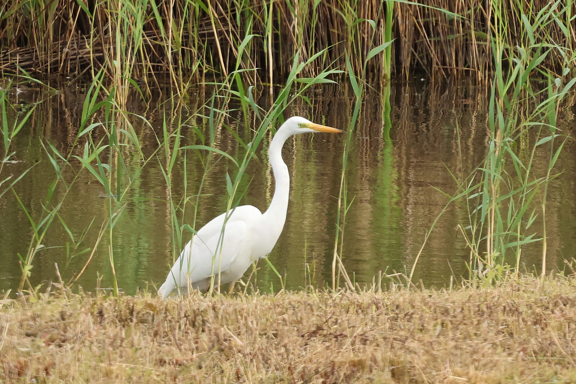 Visit to Potteric Carr 11th September 2026